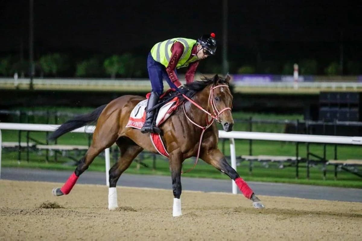 Elite Horses Gear Up For Dubai World Cup Night
