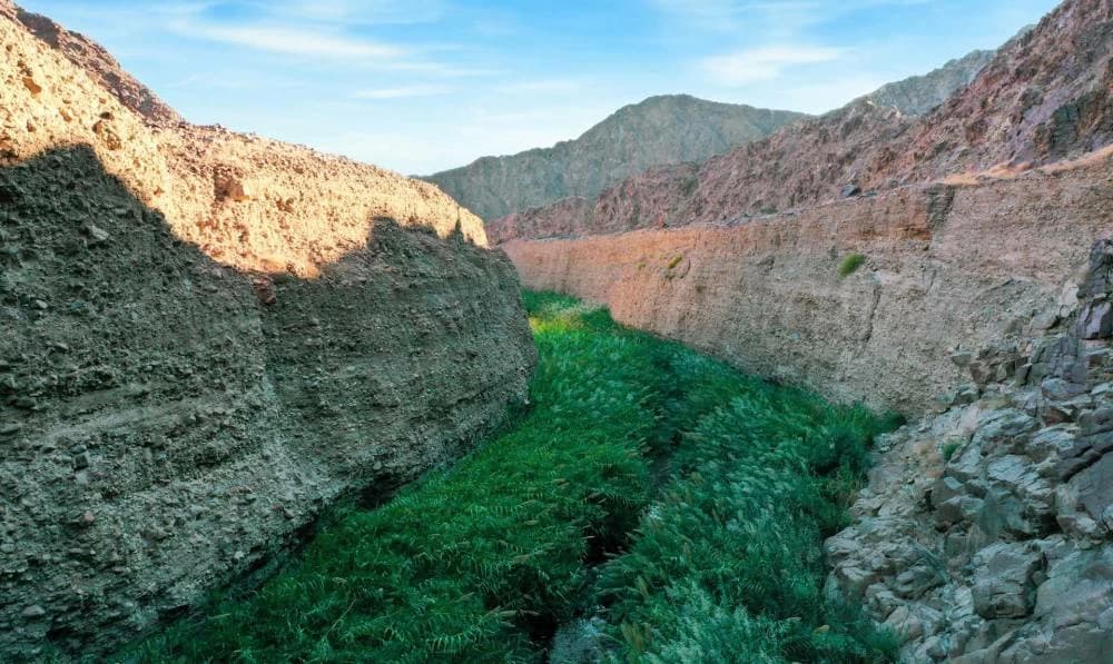 UAE achieves global milestone as Fujairah’s Wadi Wurayah joins UNESCO World Heritage List