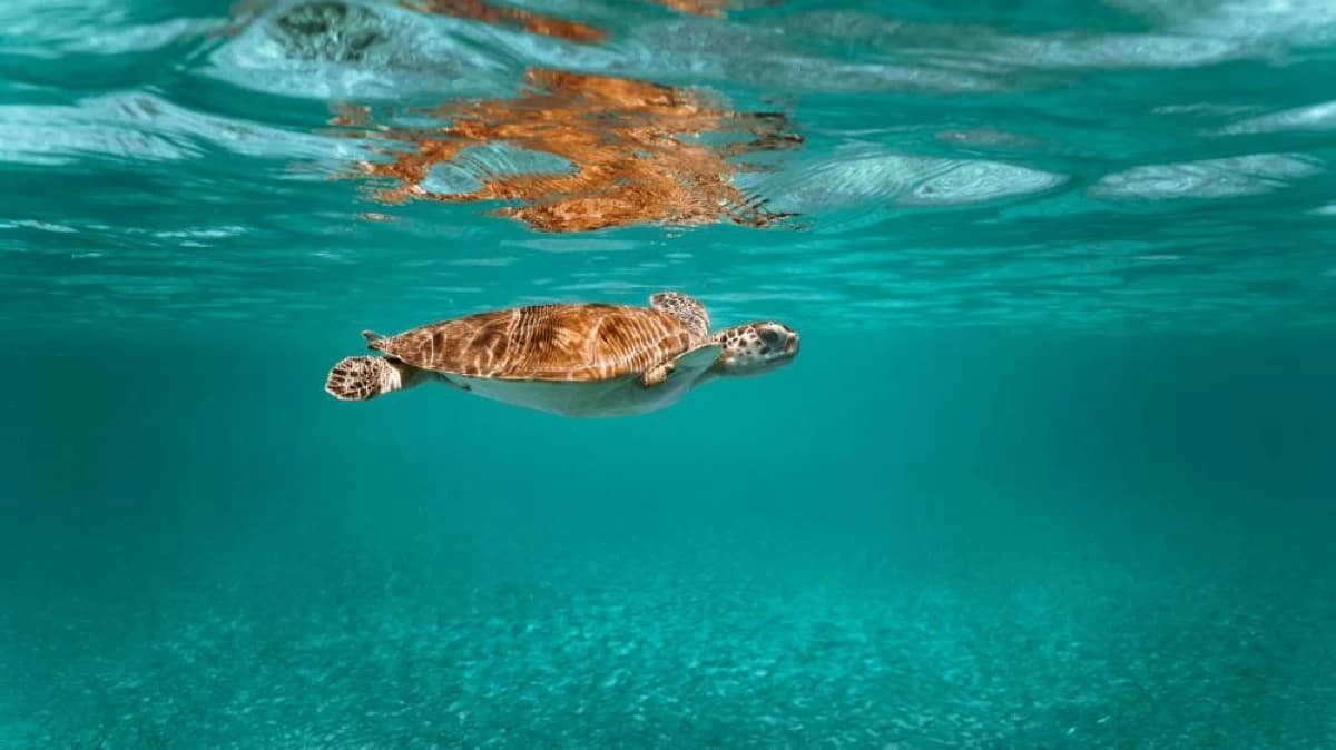 UAE sets leading example in biodiversity protection