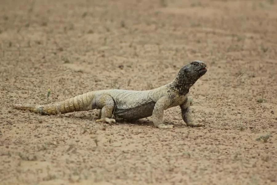 Dubai's Al-Wohoosh Desert Reserve demonstrates environmental value beyond scale