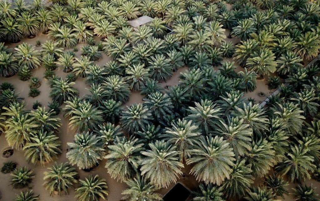 UAE date palms bear fruit in more regions of China as cultivation expands